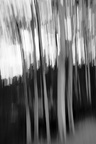 eucalyptus
