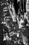 La Sagrada Familia Basilique de Antoni Gaudí